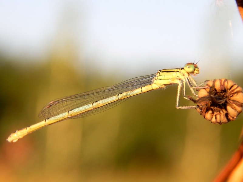 Platycnemis pennipes. ...tutti ?